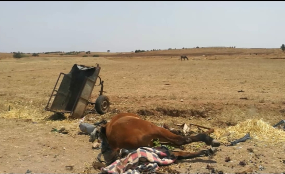 عااجل.. مصرع رجل إثر انقلاب عربة مجرورة بجماعة اولاد احمدان بإقليم الجديدة