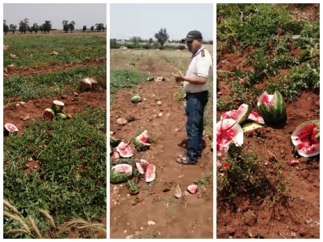 مجهولون يخربون ضيعة فلاحية للبطيخ باولاد فرج ويكبدون صاحبها خسائر فادحة