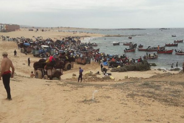 لوبيات الجني العشوائي للطحالب بمولاي عبد الله  تعتدي على لجن المراقبة والتتبع بالعصي والحجارة