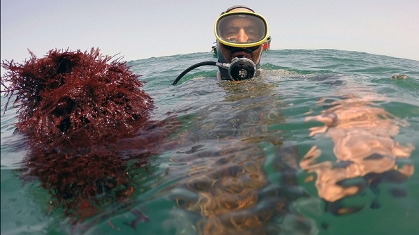 جمعية بيئية تعنى بالثروة البحرية تناشد عامل الجديدة التدخل لوقف نزيف الجني العشوائي الطحالب البحرية