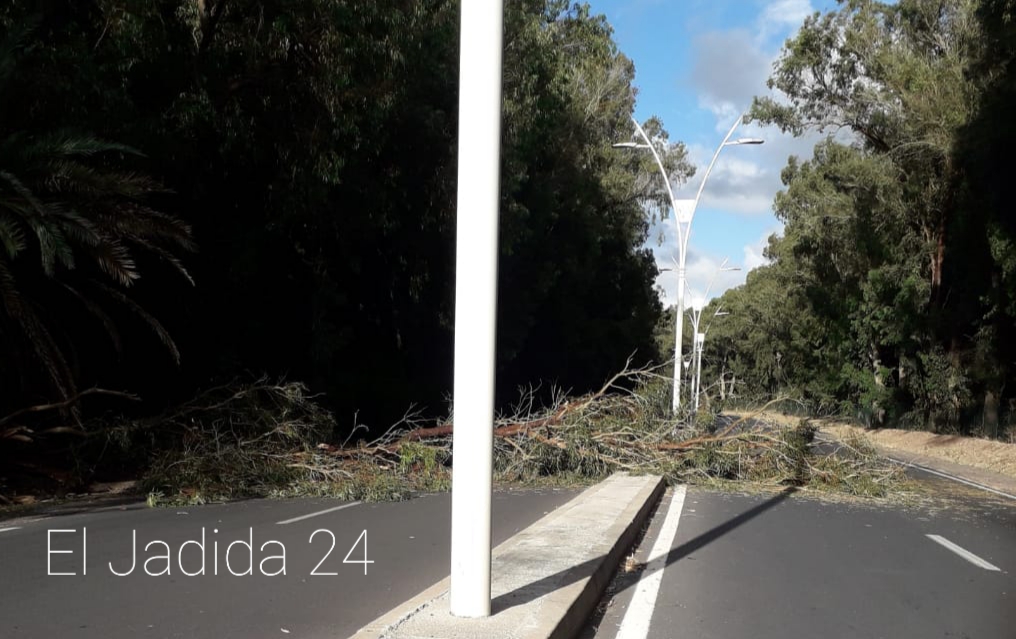 سقوط شجرة كبيرة وسط الطريق يشل حركة السير  بين الجديدة وازمور