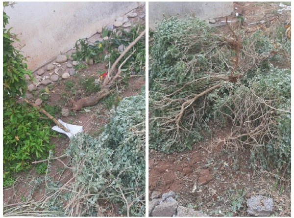 في حادث غريب .. أحد الجيران يعبث بحديقة في تجزئة اللباطية بالجديدة انتقاما من جيرانه