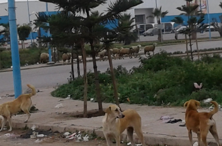 عودة ظاهرة انتشار الكلاب الضالة باحياء مدينة الجديدة