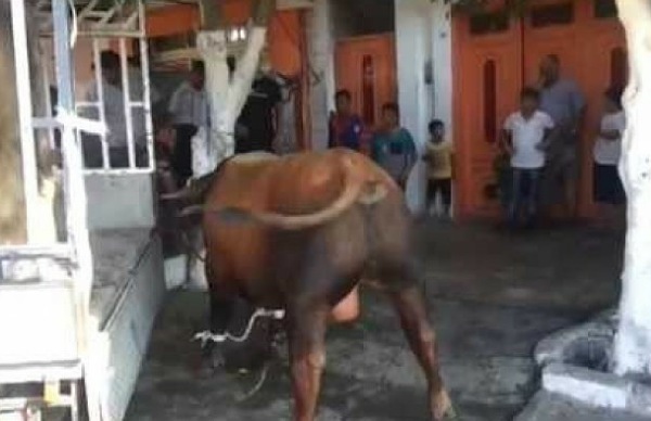 عجل ينهي بطعنات بقرنيه حياة صاحبه بإقليم الجديدة