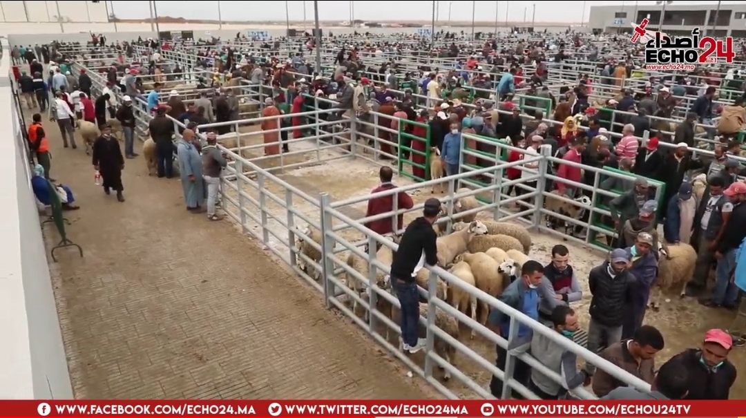 شاهد.. جولة داخل السوق النموذجي لبيع الأضاحي بإقليم سيدي بنور