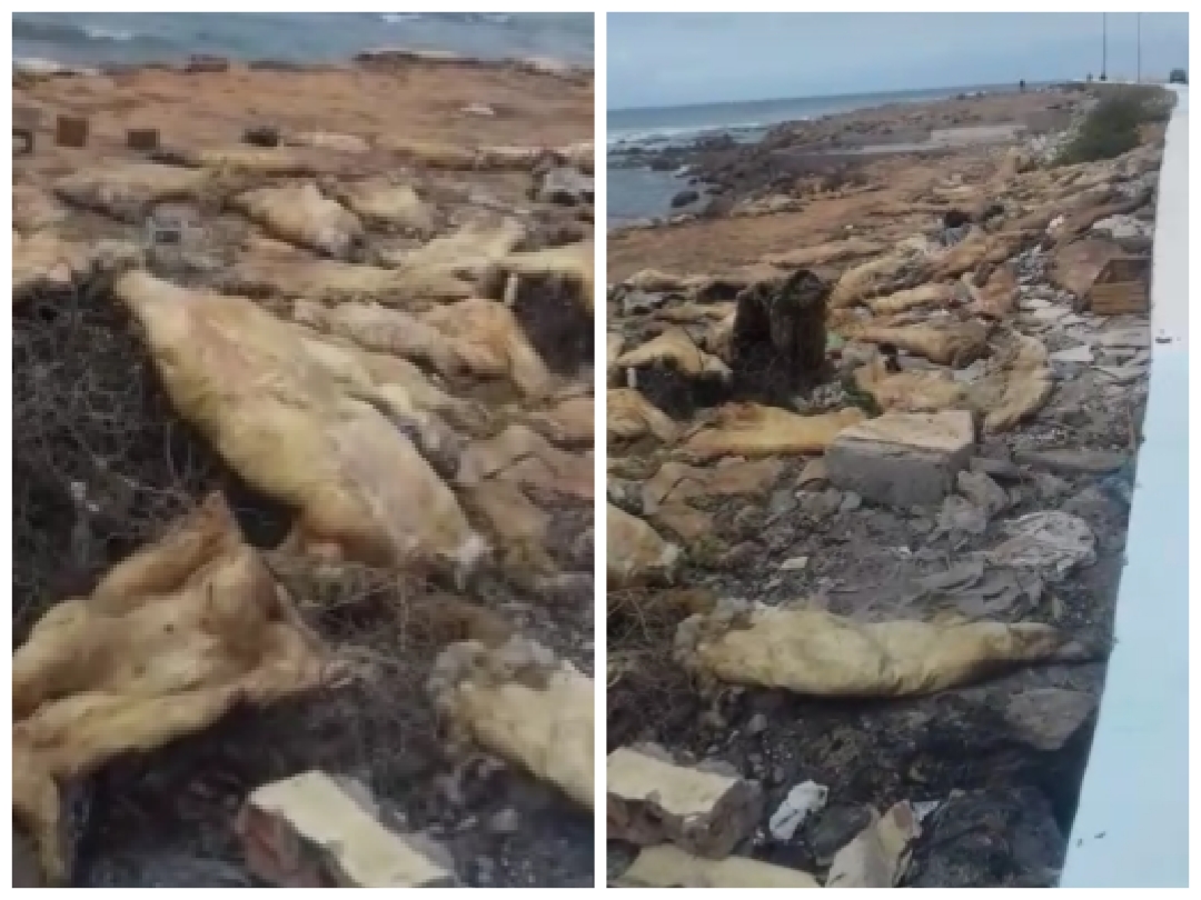 تكدس أطنان من الازبال ومخلفات عيد الأضحى بشارع النصر يهدد ساحل الجديدة بكارثة بيئية