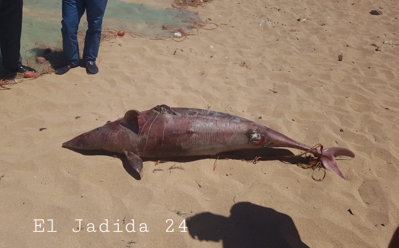 مياه شاطىء ''دوفيل بلاج'' بالجديدة تلفظ دولفينا نافقا