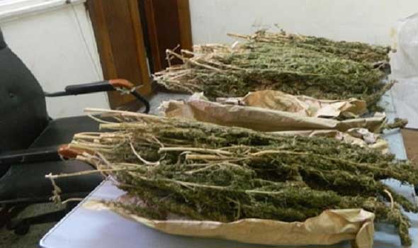 درك اثنين شتوكة يلقي القبض على مبحوث عنه ويحجز أزيد من 130 كلغ من الكيف وسنابل التبغ