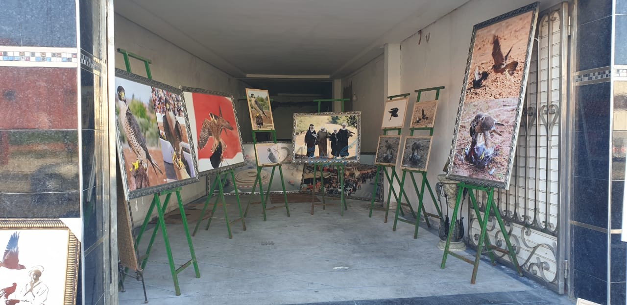 معرض لصور رائعة للفنان عزيز المهدي ( سندباد دكالة ) بمناسبة اليوم  العالمي للصيد بالصقر في أولاد أفرج