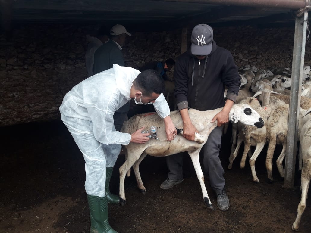مرض ''اللسان الأزرق'' يهدّد أغناما بجماعة بولعوان باقليم الجديدة