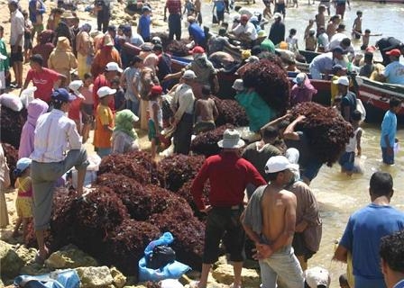 غطاسون ومهنيون في جمع الطحالب البحرية يحتجون للمطالبة بتحسين أوضاع القطاع بإقليم الجديدة