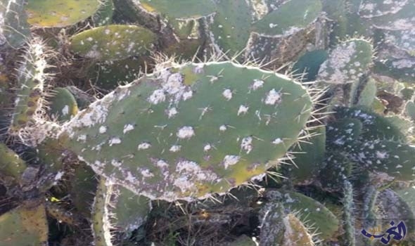 هام لفلاحي دكالة.. وزير الفلاحة يكشف عن إيجاد حل نهائي للقضاء على الحشرة القرمزية التي تفتك بنبتة الصبار