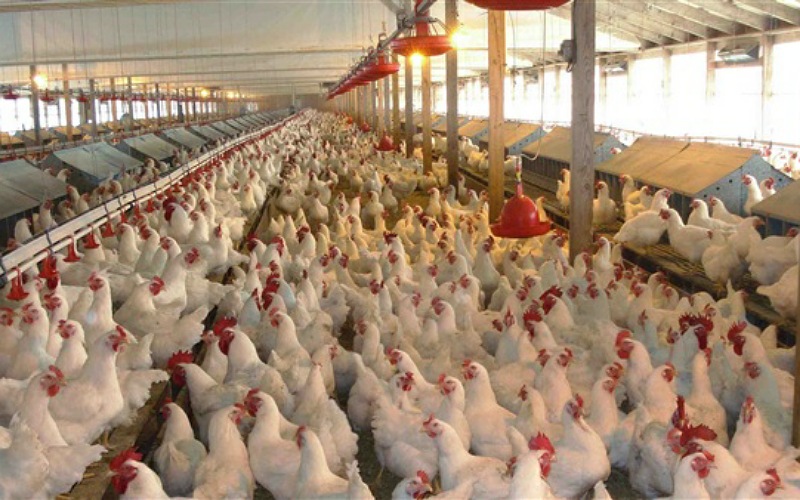 ساكنة جماعة أولاد رحمون تطالب برفع الضرر من ضيعة لتربية الديك الرومي