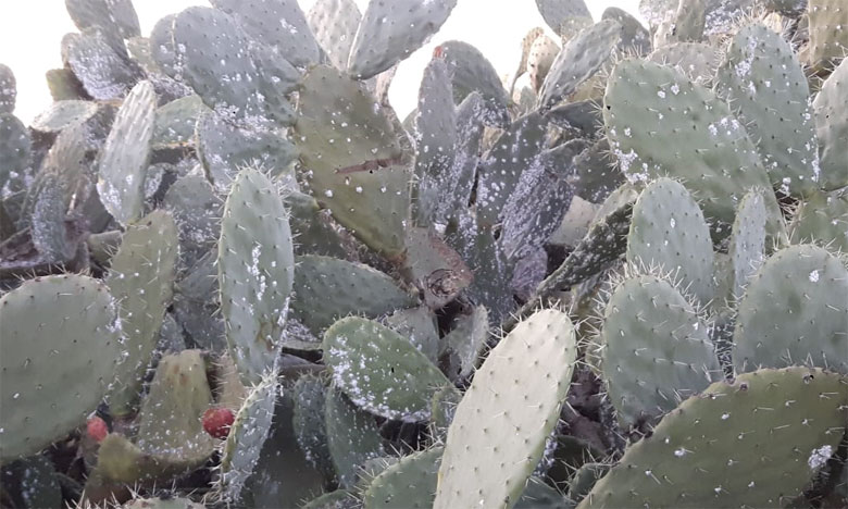 وزارة الفلاحة تعلن عن انتاج الآلاف من شتلات الصبار المقاومة للحشرة القرمزية بدكالة وانطلاق الغرس خلال شهر أبريل 2021