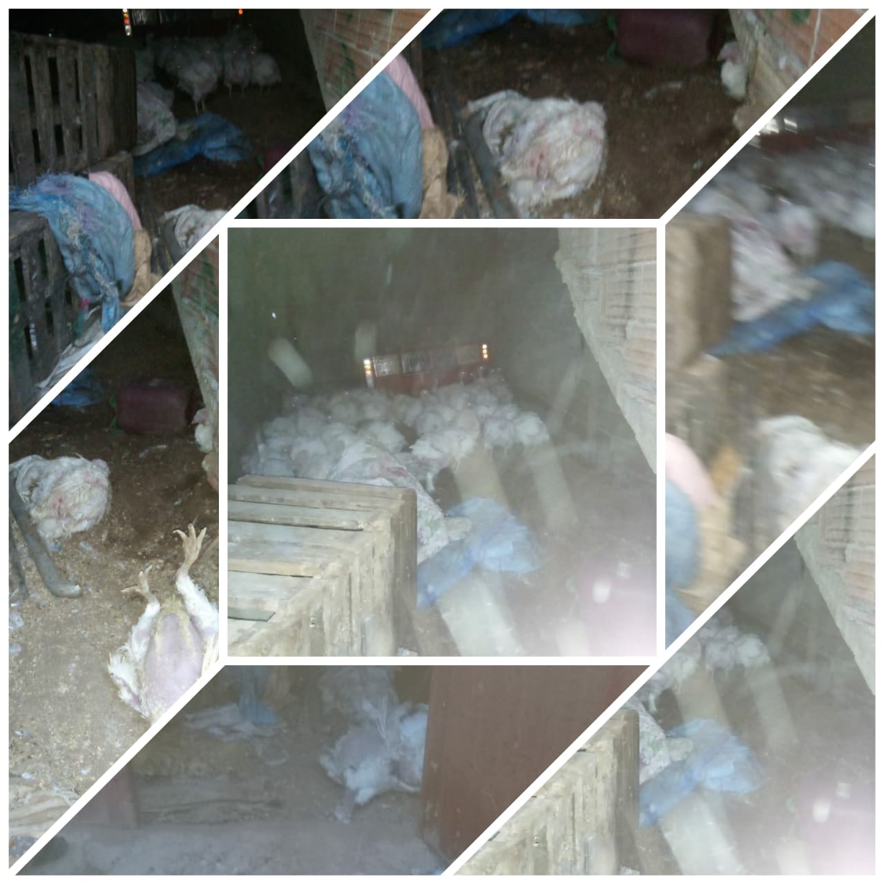 السلطة المحلية والدرك الملكي تداهم محل عشوائي لتربية الدواجن بجماعة سيدي على بنحمدوش