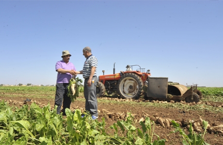 انطلاق موسم قلع الشمندر السكري 2021 بدكالة عبدة بمتغيرات جديدة