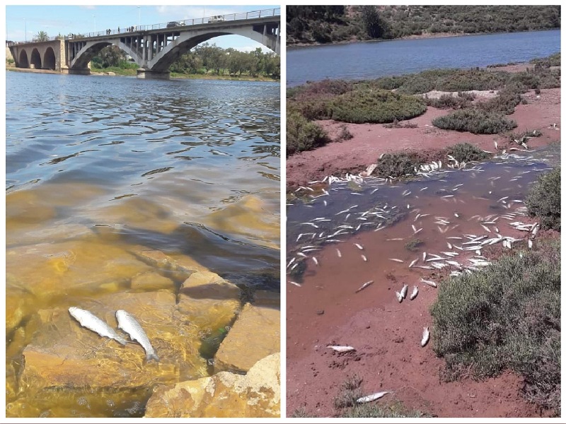 نفوق الأطنان من الأسماك على جنبات نهر أم الربيع واتهامات لمعاصر الزيتون بتلويث المياه والتسبب في الكارثة