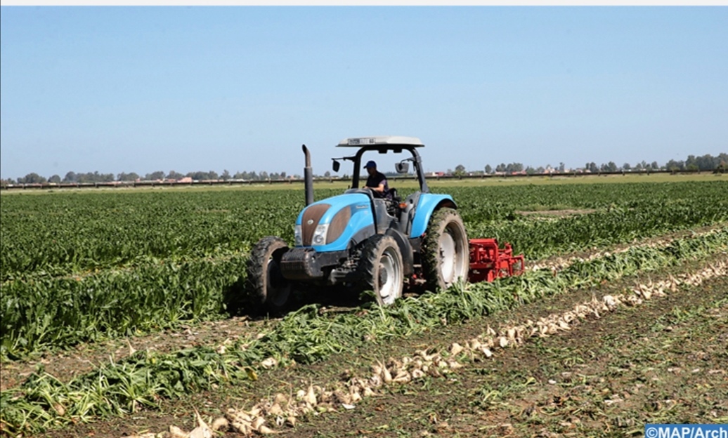 غياب الحوافز التشجيعية يدفع مجموعة من الفلاحين بمنطقة دكالة الى رفض قلع الشمنذر السكري