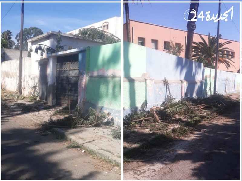 جريمة بيئية بالجديدة.. السلطات توقف عملية  اجتثات ضخمة للاشجار داخل بنايات تابعة لمديرية التعليم