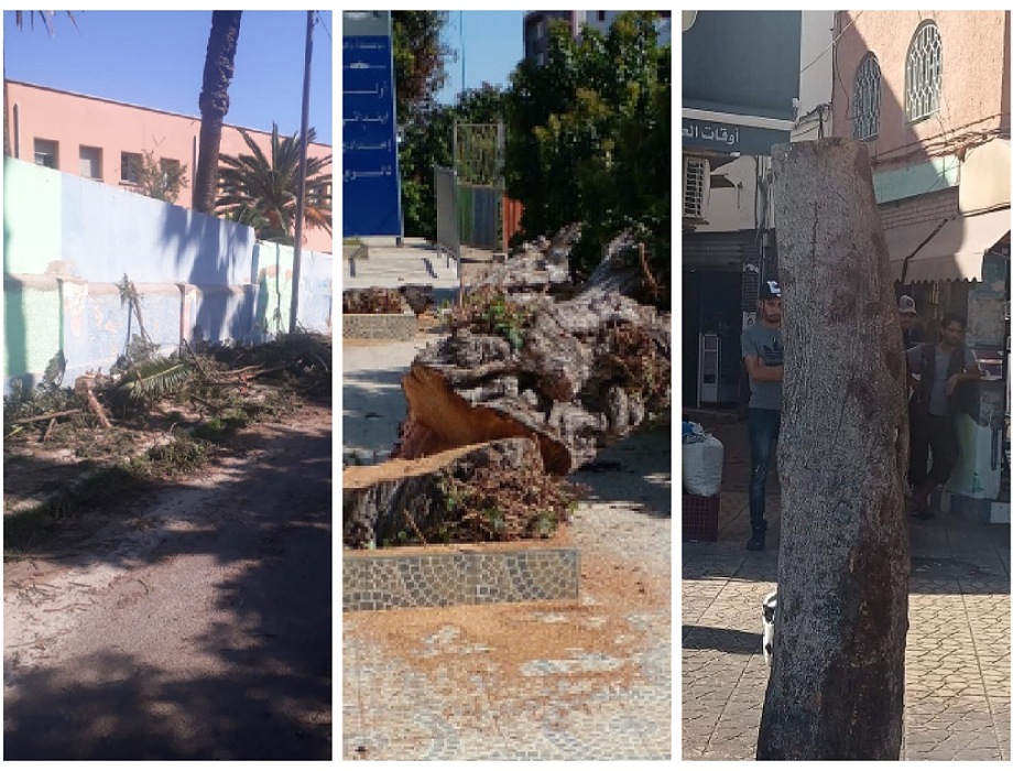 جمعية محلية بالجديدة تندد باستفحال ظاهرة قطع الأشجار وتطالب بفتح تحقيق