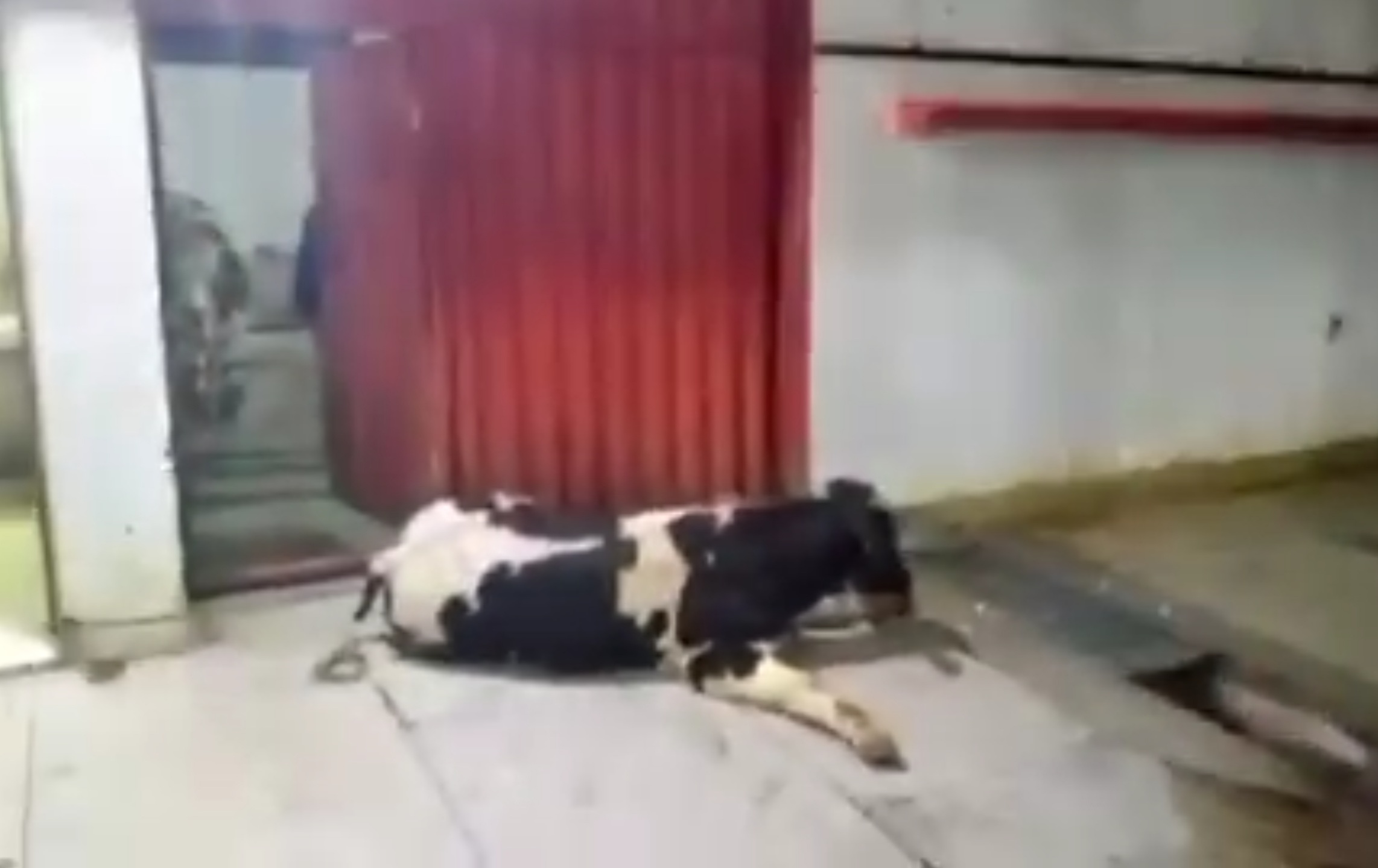 وكيل الملك بالجديدة يفتح بحثا  قضائيا إثر تداول فيديو خطير تم تصويره من داخل ''الباتوار''