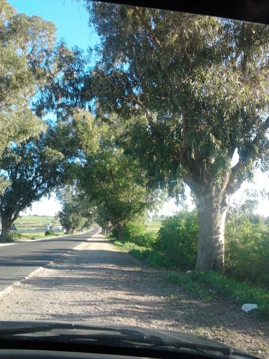 جماعة أولاد حمدان  : أشجار الطريق الجهوية رقم 318 تهدد حياة السائقين و المارة