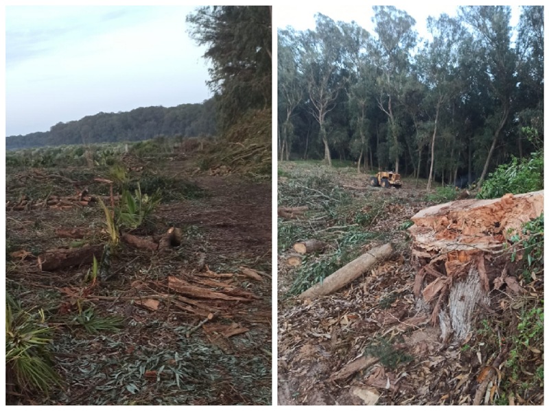 مديرية المياه والغابات بالجديدة توضح حيثيات قطع الأشجار بغابة الحوزية