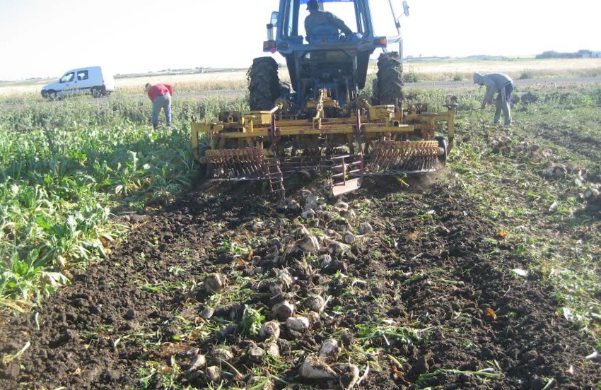 شركة كوزيمار تتراجع عن السلفات التي وعدت بها منتجي الشمندر السكري بمنطقتي دكالة وعبدة