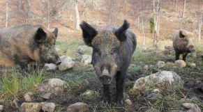 دواوير بجماعة اولاد غانم تحت رحمة خنازير برية