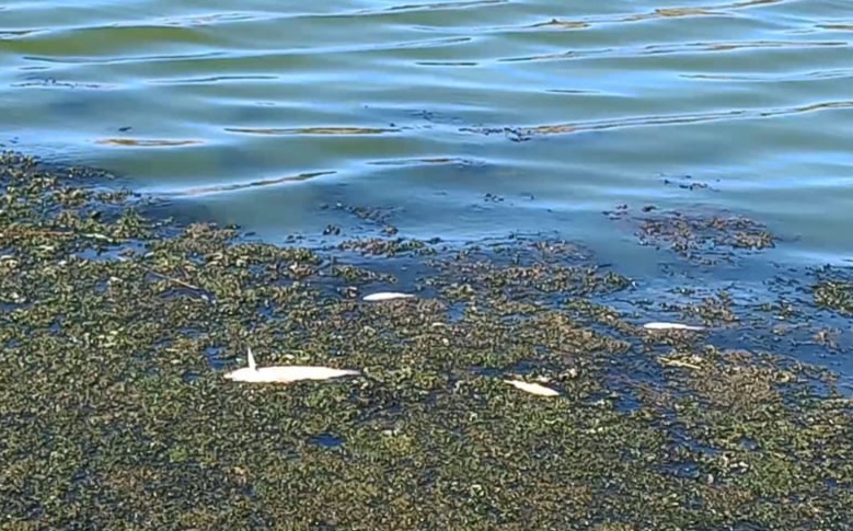 كارثة بيئية جديدة بنهر أم الربيع.. نفوق كميات كبيرة من الأسماك على ضفاف الوادي