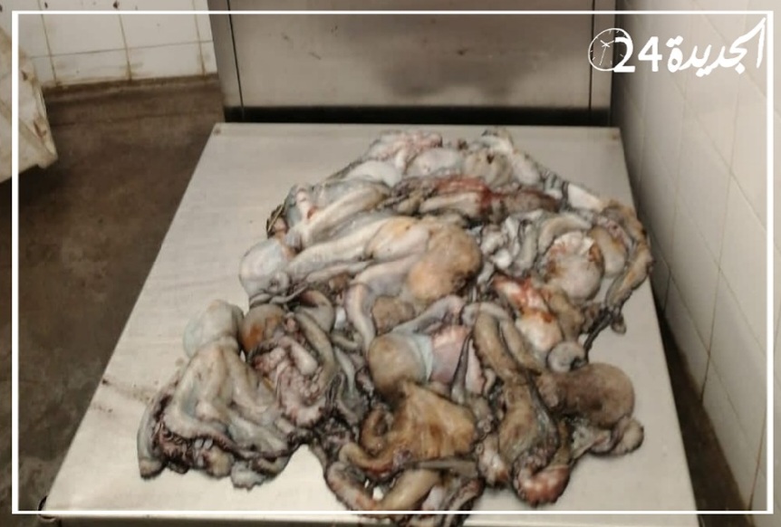 توقيف صياد وحجز كميات مهمة من سمك الأخطبوط بإقليم الجديدة