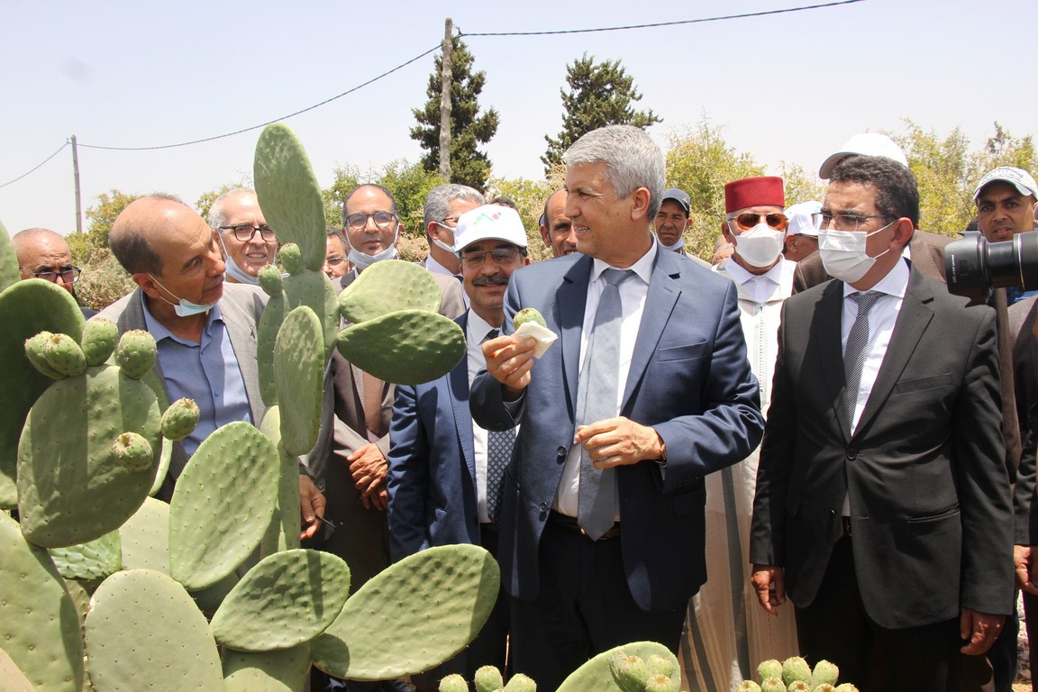 شاهد.. وزير الفلاحة يعطي بإقليم الجديدة الانطلاقة لمشروع زراعة 3 أنواع من الصبار المقاوم للحشرة القرمزية
