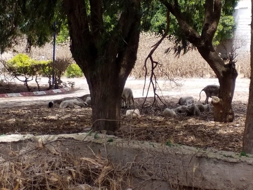 المخيم الدولي بالجديدة يتحول إلى زريبة لتربية المواشي والدواجن