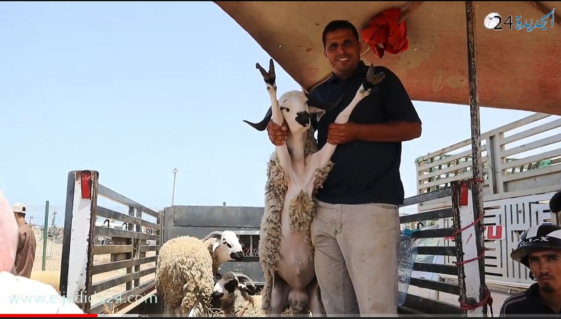 الجديدة 24 ترصد أجواء رحبة الاغنام بالجديدة قبل أيام قليلة من حلول العيد