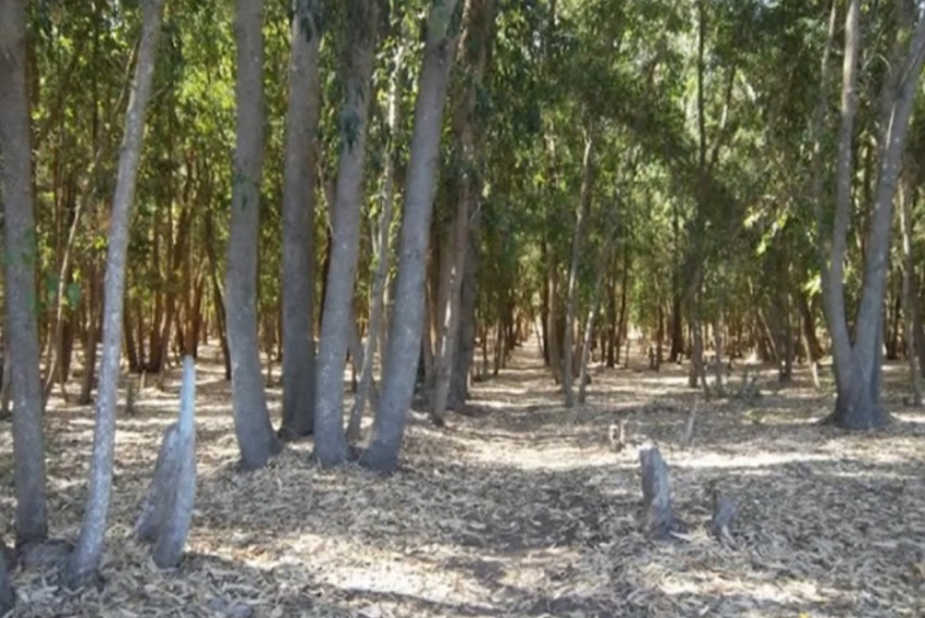 لأجل حماية غابة الحوزية من خطر الحرائق.. برلماني بالجديدة يراسل وزير الفلاحة والمياه والغابات