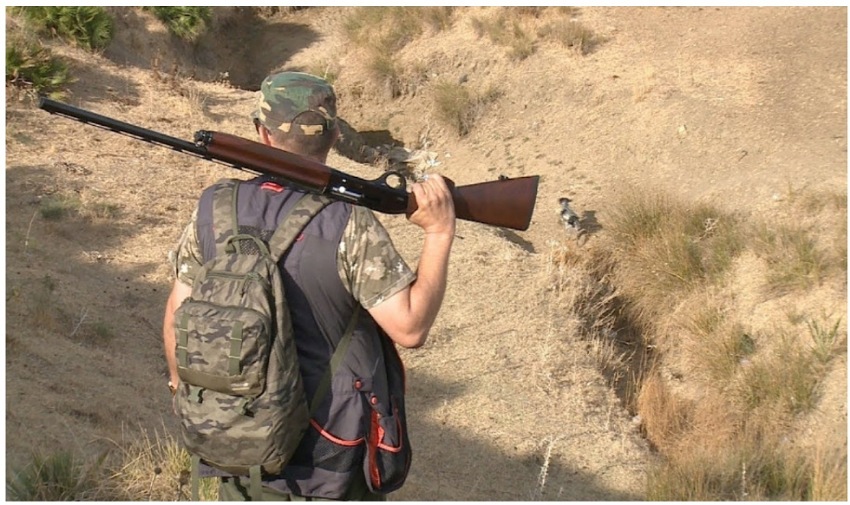 ندرة الحمام بدكالة .. خيبة أمل كبيرة للصيادين مع قرب نهاية موسم الصيد