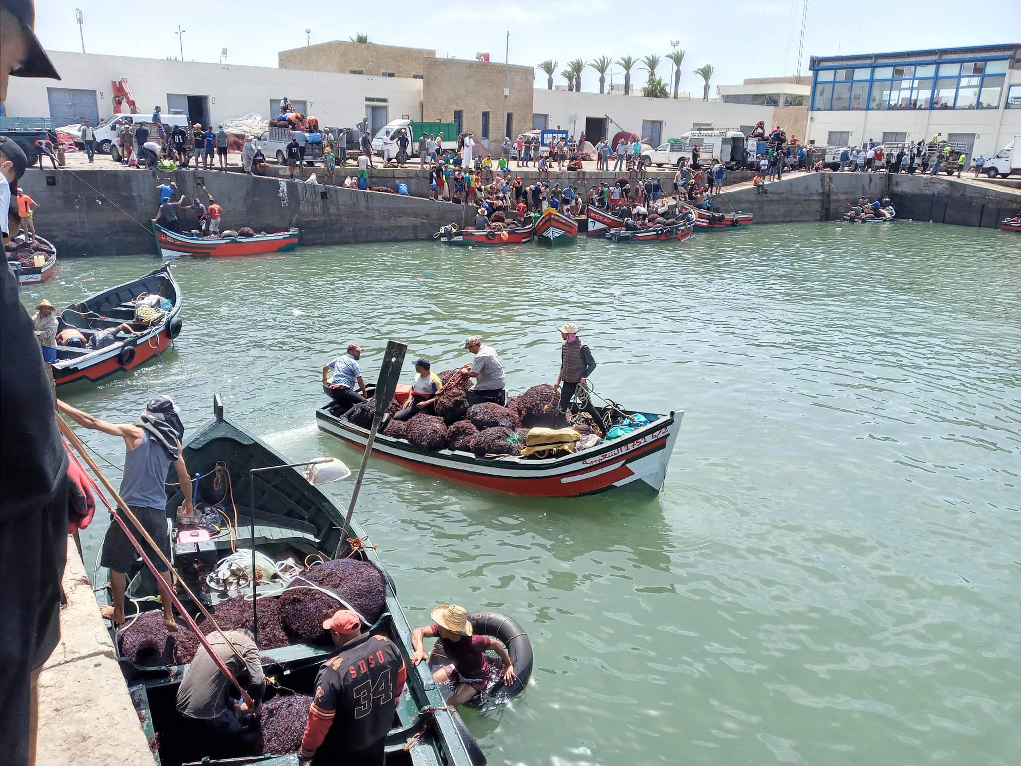 تأخر الاعلان عن عملية توزيع كوطا تصدير الطحالب البحرية يثير استياء وسط المهنيين 