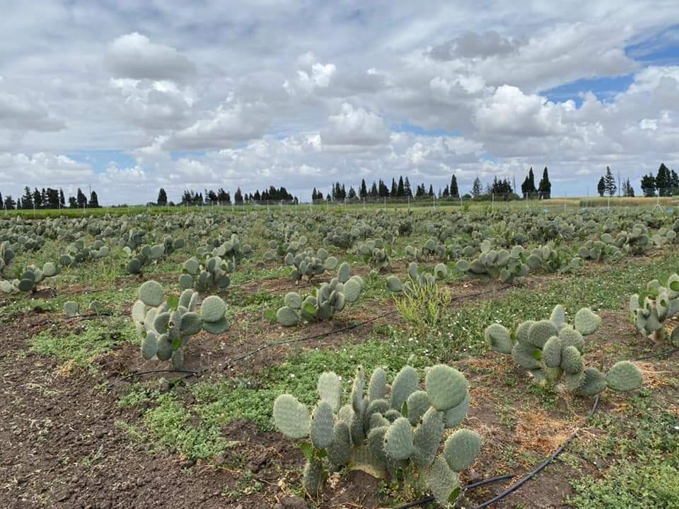 ''أونسا'' تنصح بعدم استعمال أي مبيدات غير مرخصة بشأن محاربة الحشرة القرمزية في حقول الصبار