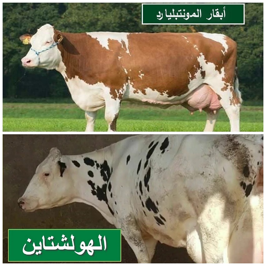 وزارة الفلاحة توضح بأن قرار منع ذبح إناث الأبقار، يخص نوعين فقط من الأبقار