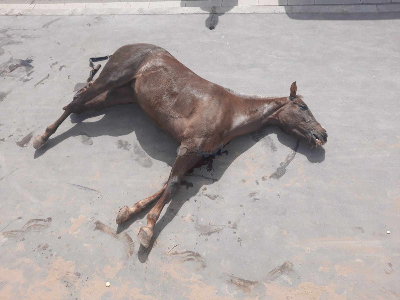 فرس تلقى مصرعها في حادثة سير بالجديدة غير بعيد من ''باراج البوليس''