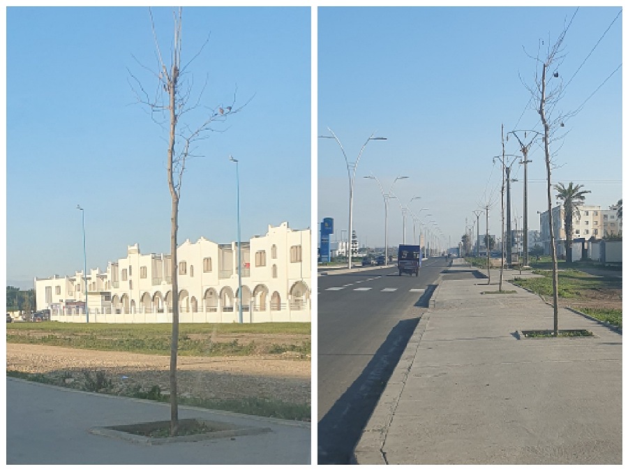 بعد أقل من سنتين على زرعها.. ذبول وموت جميع الاشجار التي تم غرسها بطريق سيدي بوزيد