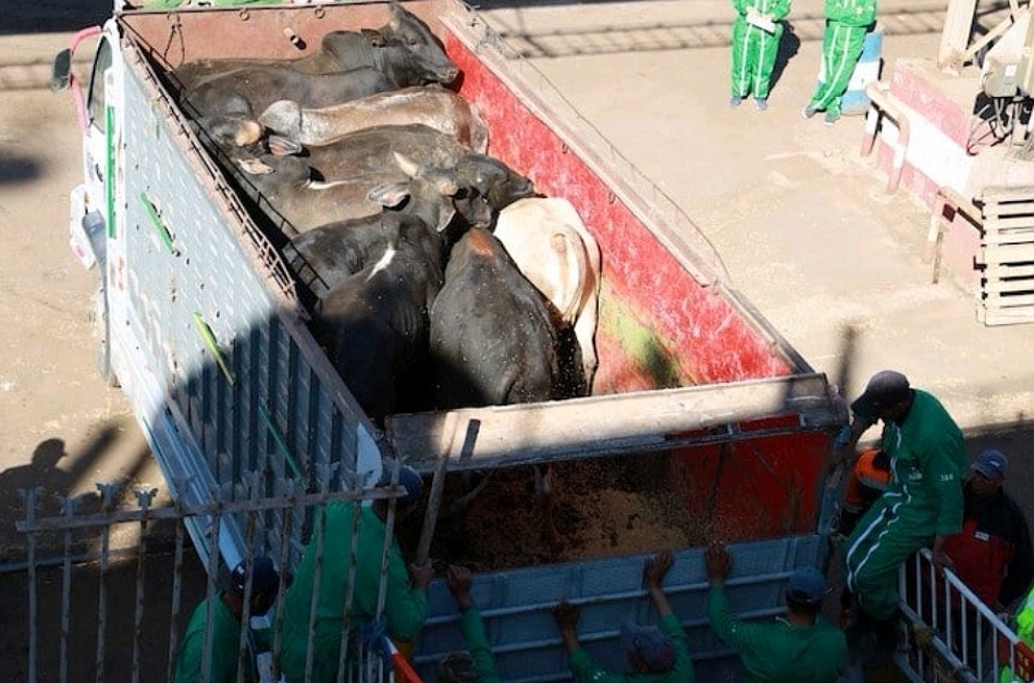 ميناء الجرف الأصفر يستقبل 2800 رأس من ''الأبقار البرازيلية'' لسد الخصاص الوطني في اللحوم