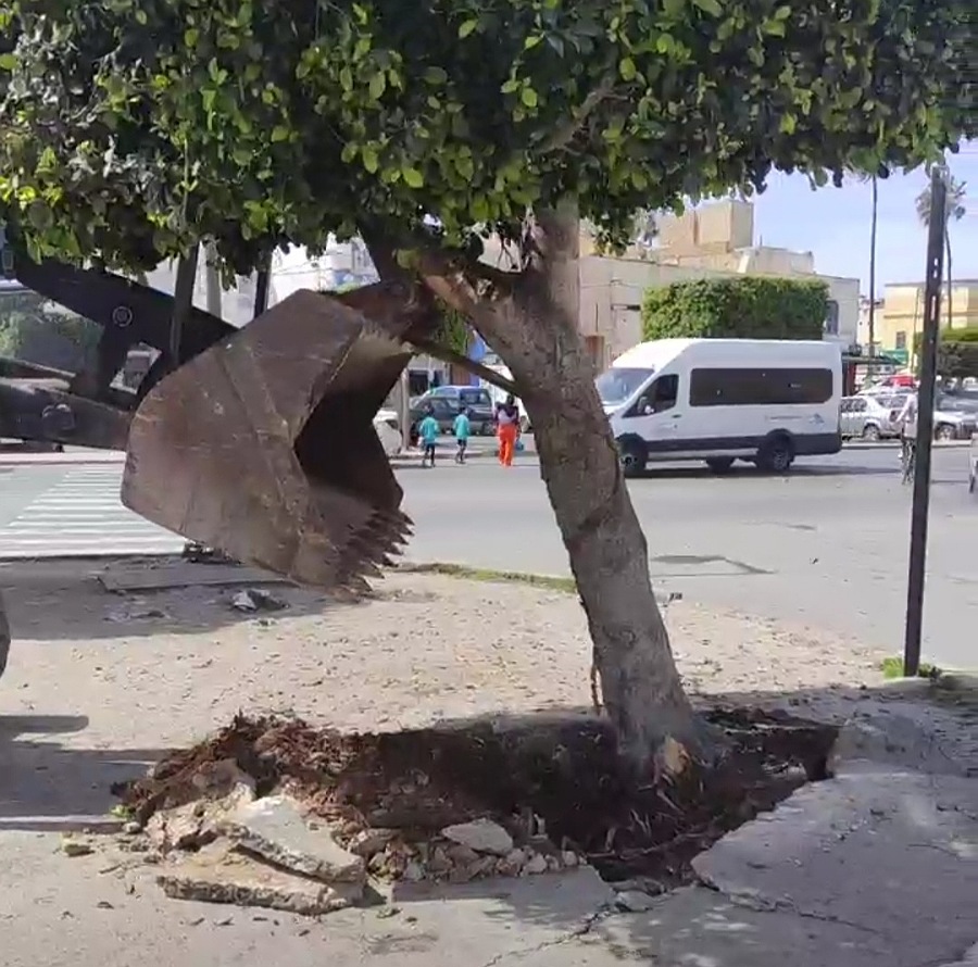 الحزب الاشتراكي الموحد يندد باقتلاع أشجار من وسط مدينة الجديدة، ويطالب بفتح تحقيق