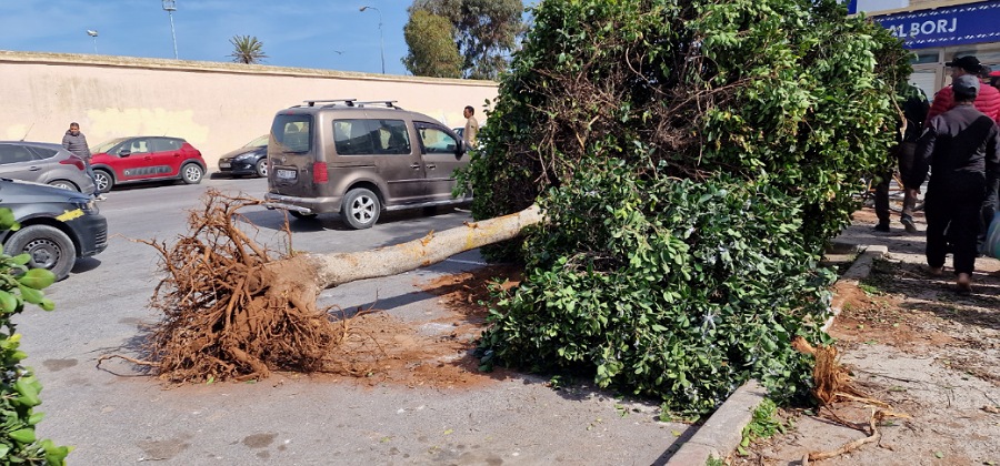 رئيس جماعة الجديدة يقرر احالة ملف اقتلاع أشجار بساحة الحنصالي على القضاء