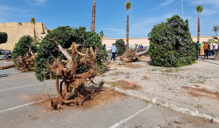 عامل إقليم الجديدة يستفسر عضوا بجماعة الجديدة حول مسؤوليته  عن قطع أشجار ساحة الحنصالي