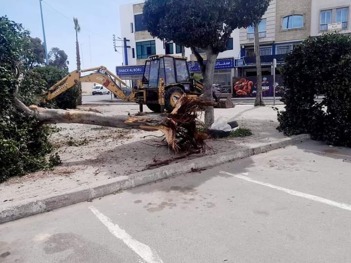 اقتلاع أشجار بساحة الحنصالي يورط مستشارا بجماعة الجديدة