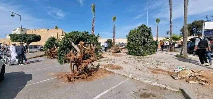 المعارضة بجماعة الجديدة تعيد جريمة قطع أشجار ساحة الحنصالي إلى الواجهة