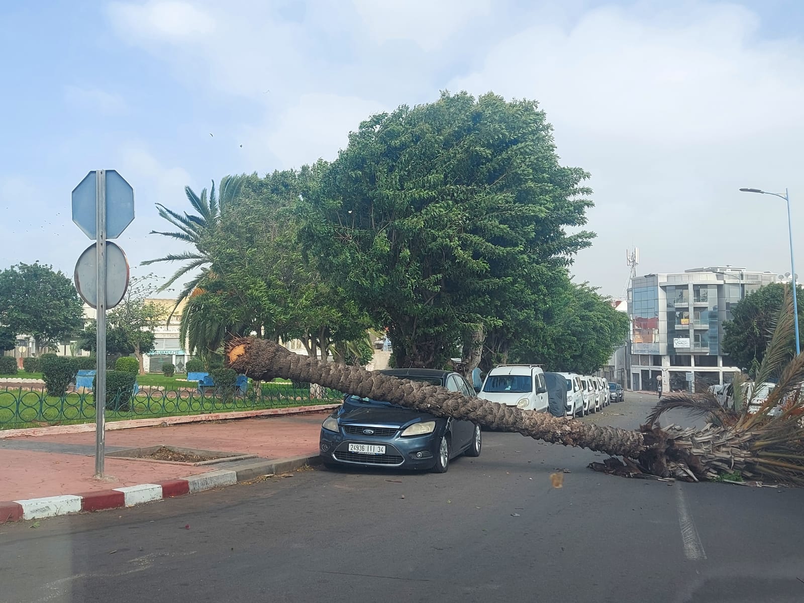 الرياح القوية تتسبب في سقوط نخلة وشجرة بالجديدة