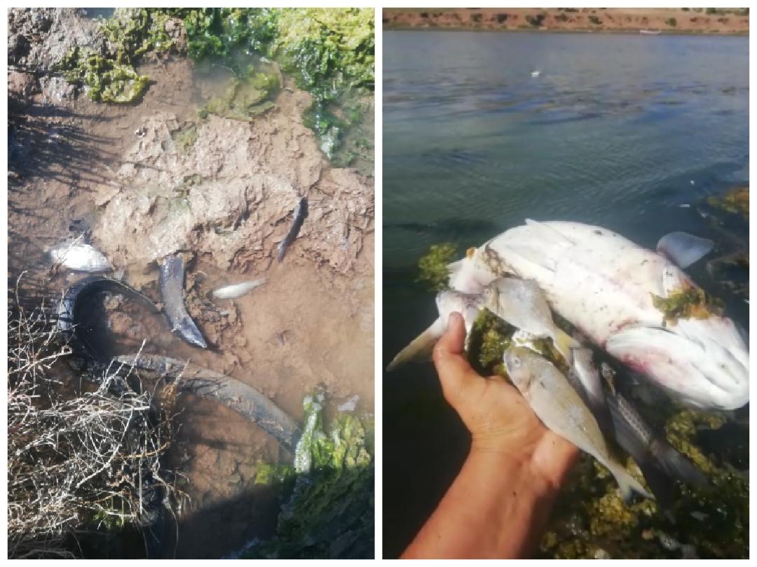 إنقاذ نهر أم الربيع من التلوث.. وزير التجهيز والماء يوضح