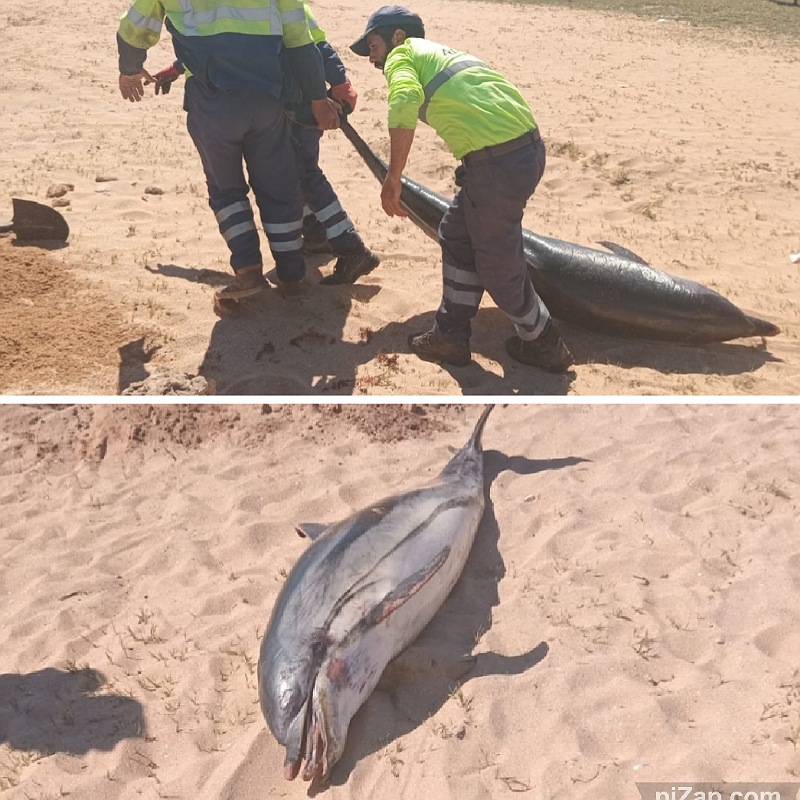 دولفين نافق على رمال شاطىء دوفيل بلاج بالجديدة
